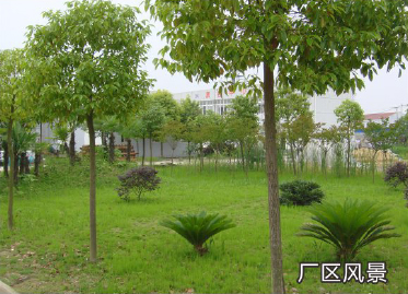 廠(chǎng)區(qū)風(fēng)景